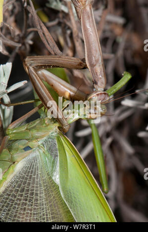 La mante religieuse (Mantis religiosa) femelle mâle dévorant, dans un jardin, le Podere Montecucco, Orvieot, Ombrie, Italie Banque D'Images