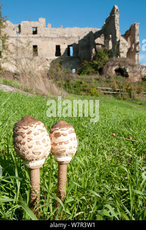 Parasol de champignons (Macrolepiota procera) avant de l'ouvrir, dans l'herbe près de ruines, Marturanum, lazio, Italie, Mars Banque D'Images