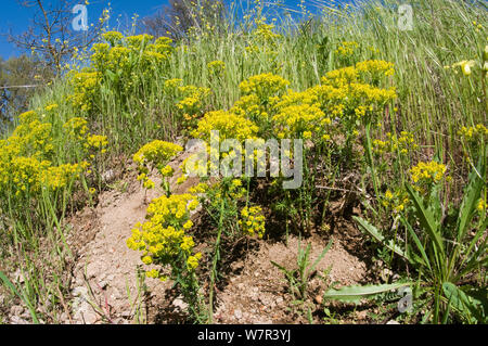 L'euphorbe cyprès (Euphorbia cyparissias) en fleur, près de Orvieto, Italie, Avril Banque D'Images