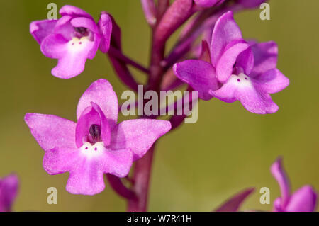 Four-spotted Orchid (Orchis quadripunctata) en fleur, Photo, Kambos religieux Spili, Crète, Avril Banque D'Images