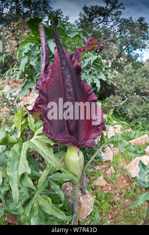 Arum Dragon (Dracunculus vulgaris) qui a une odeur de chair en putréfaction / charogne pour attirer les mouches pour la pollinisation, Chania, Crete, Avril Banque D'Images