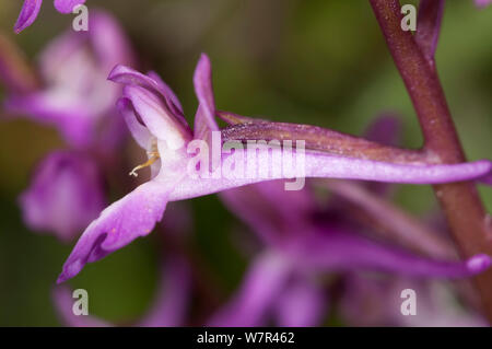 Anatolian Orchid (Orchis anatolica) Détail des fleurs, une espèce de la Méditerranée orientale avec un très long éperon. Kambos religieux, Crète, Avril Banque D'Images