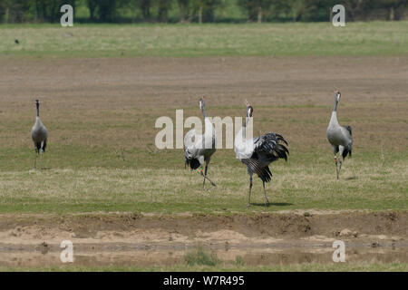 Trois ans / communes grues eurasien (Grus grus) 'Monty', 'Chris' et 'Ruby', publié par le grand projet de grue à l'unisson brames comme Wendy montres, sur les pâturages inondés, Gloucestershire, Royaume-Uni, avril 2013. Banque D'Images