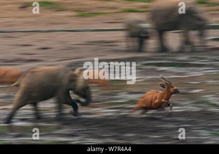 African éléphant de forêt (Loxodonta Africana cyclotis) calf chassant l'Antilope Bongo (Tragelaphus euryceros) Dégagement de forêt à trou d'eau. Dzanga Bai, Parc National de Dzanga-Ndoki, République centrafricaine. Banque D'Images