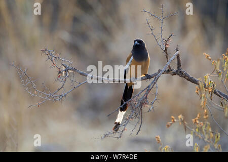 Arbre généalogique indiens tarte (Dendrocitta vagabunda) perché sur une branche, le parc national de Ranthambore, en Inde, en juin Banque D'Images