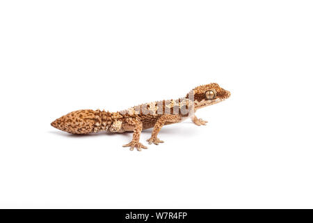 À l'échelle approximative / Thick-Toed Gecko (Pachydactylus rugosus) mâle avec queue régénérée. Springbok, Afrique du Sud. Banque D'Images