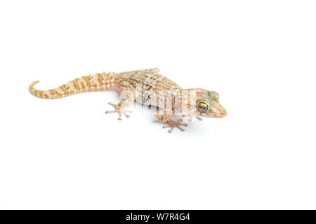 Forme naine de Mocquard malgache du sol Gecko (Paroedura bastardi) peut-être une nouvelle espèce non décrite. Madagascar. Banque D'Images