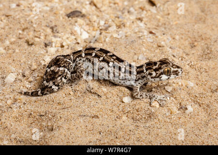 / Viper gecko à queue de carotte (Hemidactylus imbriacata / Teratolepis fasciata). Northern Cape, Afrique du Sud. Banque D'Images