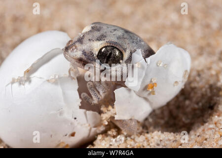 Marico Gecko (Pachydactylus mariquensis latirostris) l'éclosion de l'oeuf. Springbok, Northern Cape, Afrique du Sud. Banque D'Images