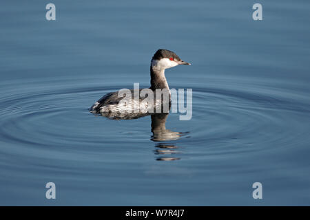 Quantite Grebe (Podiceps auritus) en plumage d'hiver, natation sur le lac, dans la région de country Park, Staffordshire, Royaume-Uni, février Banque D'Images