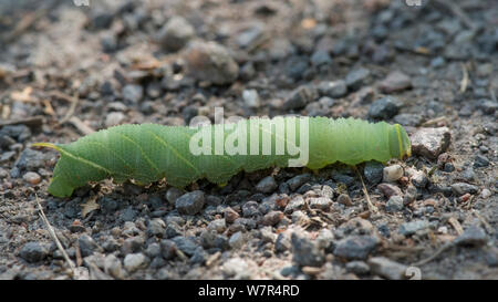 Eyed Hawk-Moth (Smerinthus ocellatus, Caterpillar, Finlande, Août Banque D'Images