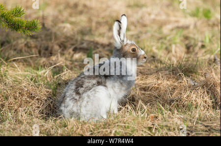 Lièvre variable (Lepus timidus) avec manteau en milieu de muer, Finlande, juin Banque D'Images