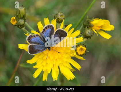 Northern Blue (Plebejus idas) femelle sur hawksbit fleur, Finlande, Juillet Banque D'Images