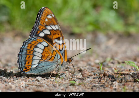 L'Amiral (Limenitis populi peuplier) homme de boire sur la route, Finlande, juin Banque D'Images