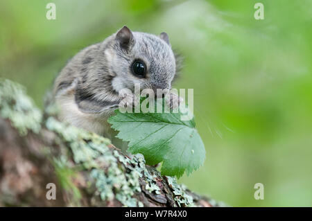 Écureuil volant de Sibérie (Pteromys volans) manger les feuilles, Finlande, mai Banque D'Images