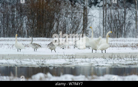 Cygne chanteur (Cygnus cygnus) adultes et juvéniles sur le bord d'un lac gelé, Finlande, janvier Banque D'Images