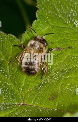 Fleurs mâles à pieds velus (Anthophora plumipes) Abeille Lewisham, Londres, mai Banque D'Images