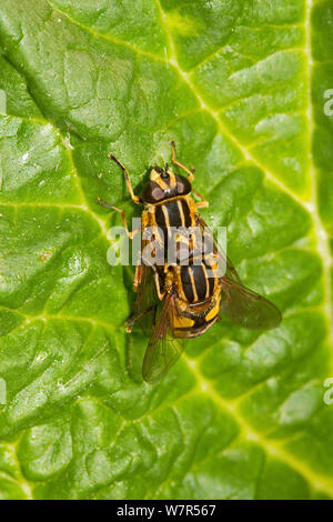 Hoverflies (Helophilus pendulus) l'accouplement sur feuille de rhubarbe, Lewisham, Londres, Banque D'Images