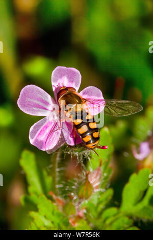 Hoverfly (Eupeodes luniger) se nourrissent d'Herbe-Robert (Geranium robertianum) Lewisham, Londres, Banque D'Images