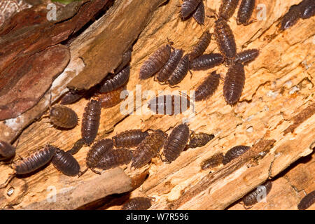 Les communes d'argent Cloportes (Porcellio scaber) Lewisham, Londres, Août Banque D'Images