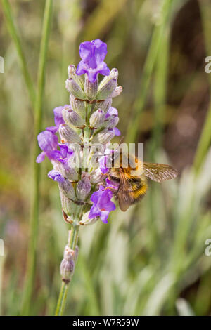 Les bourdons (Bombus Cardeur commun pascuorum) se nourrissant de Lewisham lavande, Londres, Août Banque D'Images