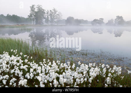 Lever du soleil à Hondeven avec les linaigrettes (Eriophorum sp) près de Tubbergen, Pays-Bas, juin 2010 Banque D'Images