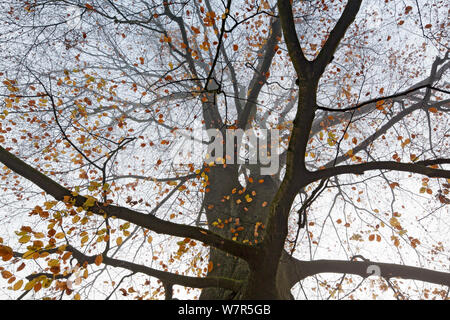 Hêtre (Fagus sp) en automne, Angerenstein park, Arnhem, Pays-Bas, Novembre Banque D'Images