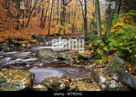 La Hoegne ruisseau de montagne à l'automne, près de Hockai, Ardennes, Novembre 2007 Banque D'Images