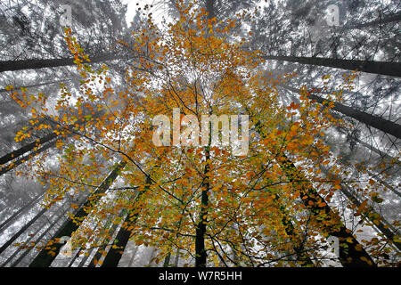 Les jeunes hêtres (Fagus sp) avec les feuilles d'automne dans une forêt de conifères, près de la Hoegne, Ardennes Belges, Novembre Banque D'Images