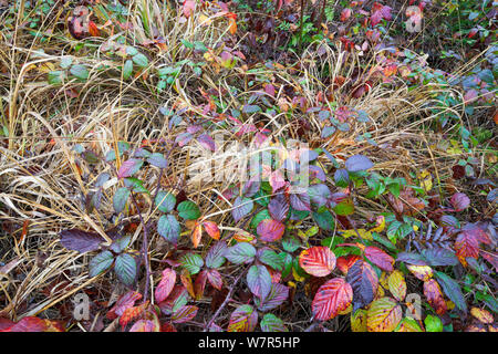 Les feuilles de ronce (Rubus sp ) en couleurs de l'automne, la Hoegne, Ardennes Belges, Novembre Banque D'Images