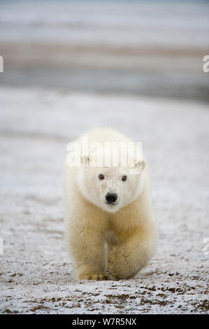 L'ours polaire (Ursus maritimus) cub promenades le long de l'île de barrière, Bernard Spit, 1002 Salon de l'Arctic National Wildlife Refuge, versant nord, l'Alaska. Banque D'Images