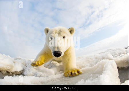 L'ours polaire (Ursus maritimus) caméra chargée sur la banquise au large de la zone 1002 de l'Arctic National Wildlife Refuge, versant nord de la chaîne de Brooks, de l'Alaska, la mer de Beaufort, l'automne Banque D'Images