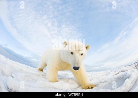 L'ours polaire (Ursus maritimus) caméra chargée sur la banquise au large de la zone 1002 de l'Arctic National Wildlife Refuge, versant nord de la chaîne de Brooks, de l'Alaska, la mer de Beaufort, l'automne Banque D'Images