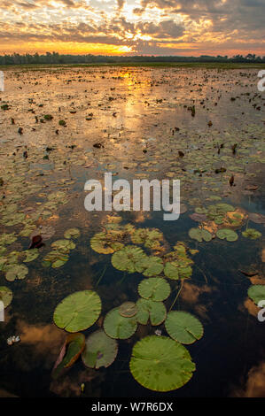 Les eaux de nénuphars jaunes (Nymphaeacae) au coucher du soleil, au sud de la rivière Crocodile, le Kakadu National Park, Territoire du Nord, Australie, juin 2010 Banque D'Images