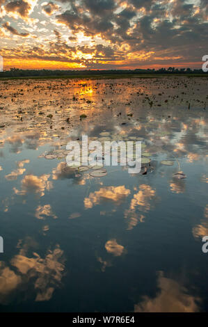 Les eaux de nénuphars jaunes (Nymphaeacae) au coucher du soleil, au sud de la rivière Crocodile, le Kakadu National Park, Territoire du Nord, Australie, juin 2010 Banque D'Images