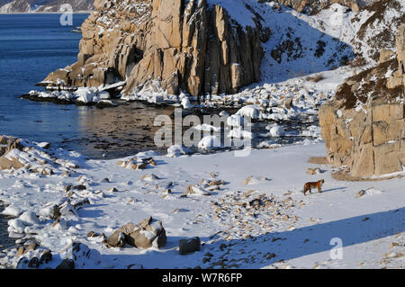 Amur / tigre de Sibérie (Panthera tigris altaica) féminin dans la nature, près de la côte, Lazovskiy zapovednik / Lazo Réserver zone protégée, krai Primorskiy, loin dans l'Est de la Russie, Février 2012 Banque D'Images