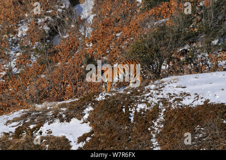 Amur / tigre de Sibérie (Panthera tigris altaica), femelle à l'état sauvage, sur une colline, Lazovskiy zapovednik / Lazo Réserver zone protégée, krai Primorskiy, loin dans l'Est de la Russie, Février 2012 Banque D'Images