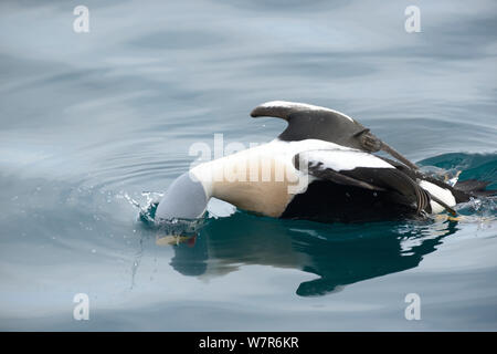 L'Eider à tête grise (Somateria spectabilis), mâle, plongée sous-marine pour l'alimentation, le port de Vardo, Norvège du Nord, Mars Banque D'Images