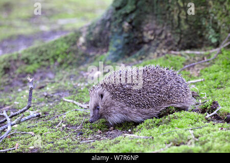 Hérisson (Erinaceus europaeus) dans la région de Woodland, Devon, England, UK, avril. En captivité. Banque D'Images