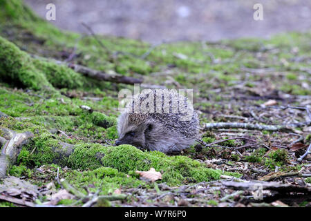 Hérisson (Erinaceus europaeus) dans la région de Woodland, Devon, England, UK, avril. En captivité. Banque D'Images