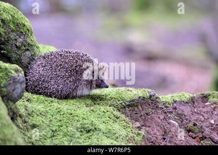 Hérisson (Erinaceus europaeus) dans la région de Woodland, Devon, England, UK, avril. En captivité. Banque D'Images