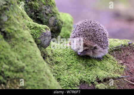 Hérisson (Erinaceus europaeus) dans la région de Woodland, Devon, England, UK, avril. En captivité. Banque D'Images