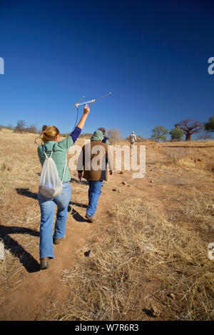 Un chercheur travaillant pour les espèces en péril la confiance en utilisant l'équipement de télémétrie radio pour suivre les lycaons (Lycaon pictus) en marchant avec les touristes, Venetia Limpopo réserve naturelle, la province du Limpopo, Afrique du Sud, juillet 2009. Banque D'Images