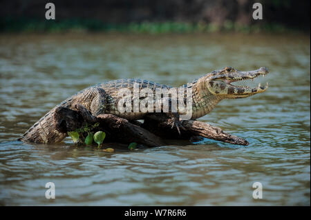 Caiman yacare (Caiman yacare) / pèlerin à béant réguler sa température corporelle au bord de la rivière du nord, Piquiri Pantanal, Brésil. Banque D'Images