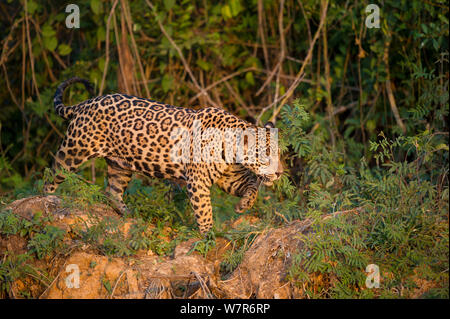 Homme sauvage Jaguar (Panthera onca palustris) traque le long de la rive de la rivière Cuiaba en fin d'après-midi au soleil. Le nord du Pantanal, Brésil. Banque D'Images