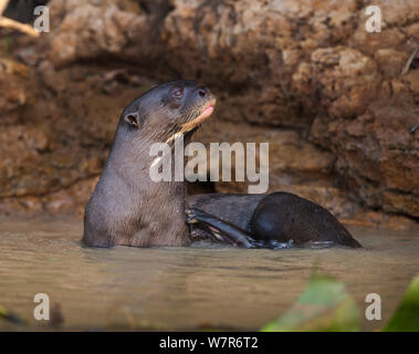 La loutre géante (Pteronura brasiliensis) dans l'eau de la rivière peu profonde. La rivière du nord, Piquiri Pantanal, Brésil. Banque D'Images