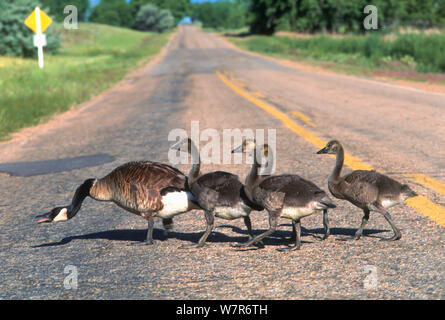 Les bernaches du Canada (Branta canadensis) avec 4 poussins traversant une route, Colorado, USA, juin. Banque D'Images