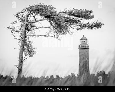 Phare allemand avec pin ardoise et de l'herbe sèche contre un ciel nuageux. Banque D'Images