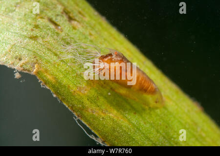 Nymphe de mouches noires (Simuliidae) attachés à la tige des végétaux aquatiques, Europe, août, conditions contrôlées Banque D'Images