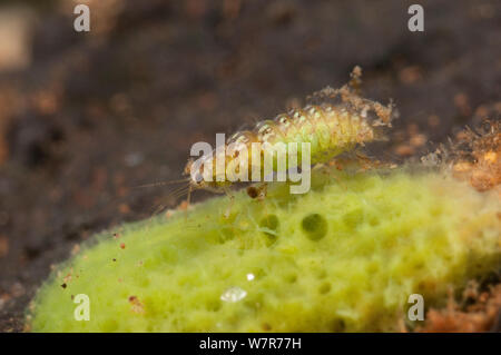 Spongillafly Sisyra fuscata (larve) se nourrissent d'éponge d'eau douce (Spongilla lacustris) Europe, septembre, conditions contrôlées Banque D'Images